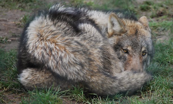 Mogelijk wil de eerste Nederlandse wolf in Drenthe wonen