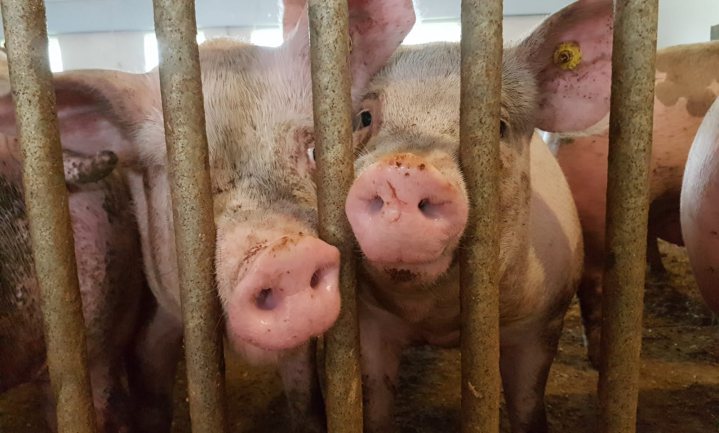 Hoe is het gesteld met de Nederlandse varkenshouderij?