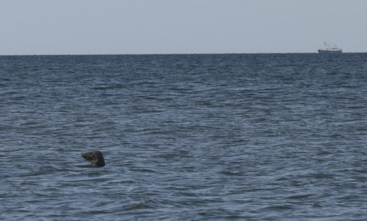 Waddenzee overbevolkt met zeehonden