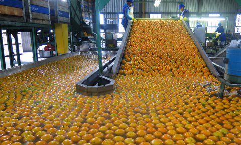 3,2 miljoen dozen rottend fruit: Zuid-Afrika klaagt EU aan bij WTO
