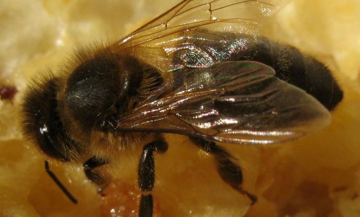 Bestrijdingsdienst ziet honingbijen voor wespen aan