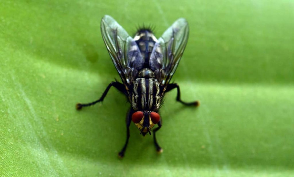 ‘Ziekteverwekkers pakken de vliegentaxi om zich te verplaatsen’