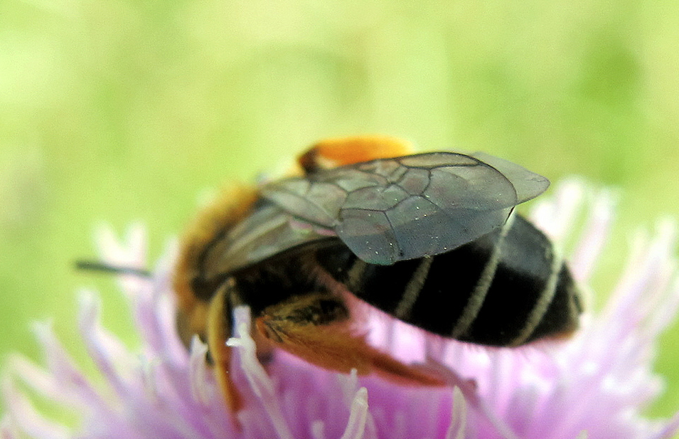 Slechts 13% bijensoorten doet bestuivingswerk