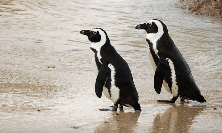 Mens en pinguïn vechten om de vis