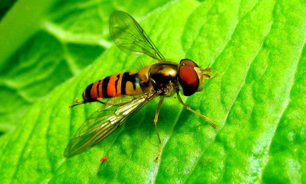 Amateurs bepalen gedachten over insecten