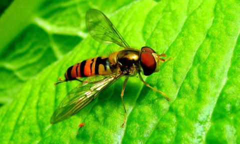 Zweefvliegen sterven vijf keer zo snel uit als wilde bijen