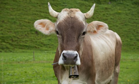 Zwitsers tegen verbod op intensieve veehouderij
