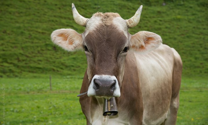 Zwitserse boer krijgt referendum over koeienhoorns voor elkaar